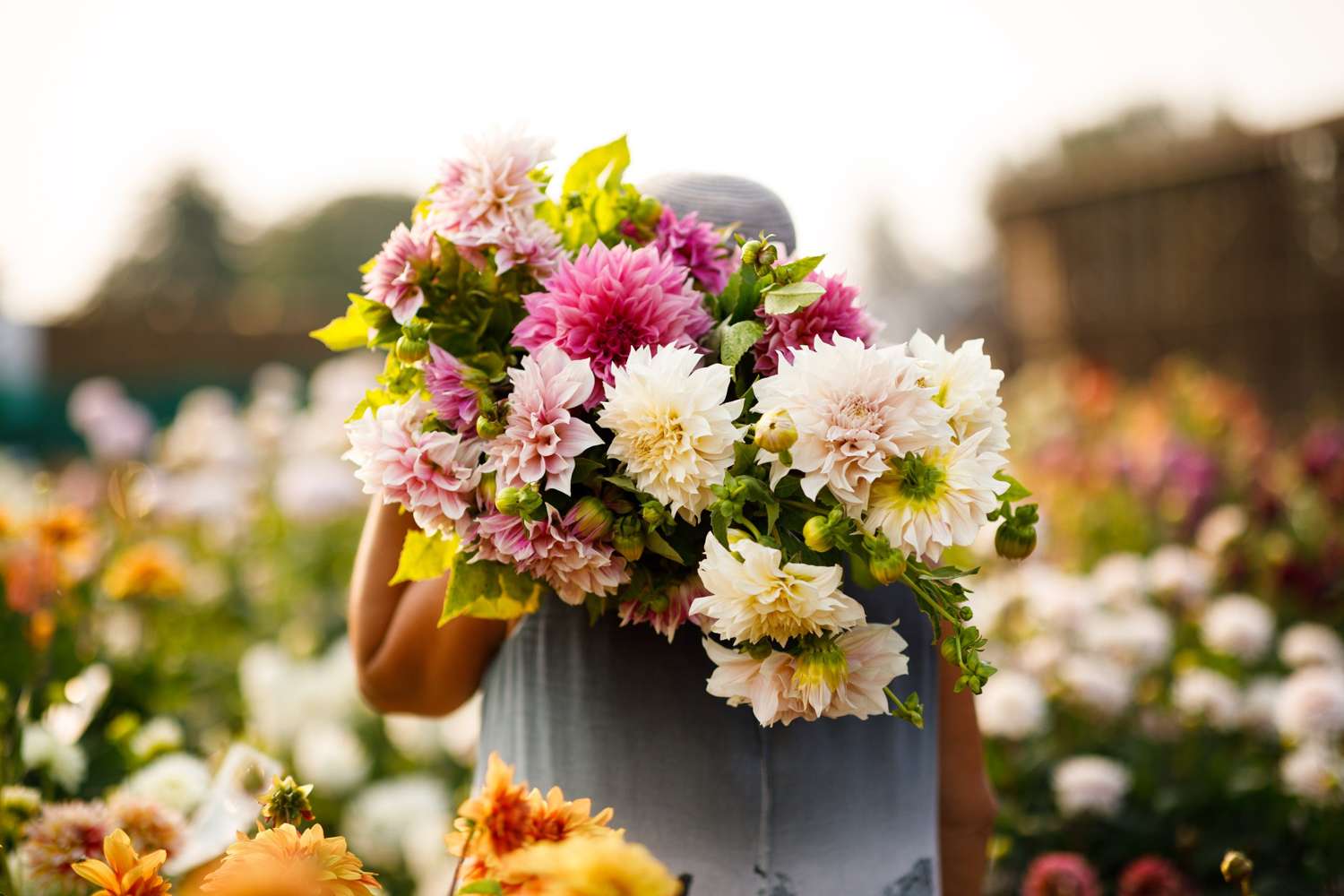 Dahlien Mix ‘Emily’